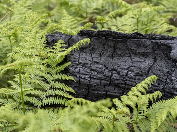 Foret usagere de la Teste de Buch après les incendies