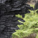 Foret usagere de la Teste de Buch après les incendies