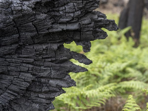 Foret usagere de la Teste de Buch après les incendies