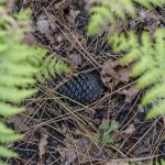 Foret usagere de la Teste de Buch après les incendies