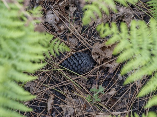 Foret usagere de la Teste de Buch après les incendies