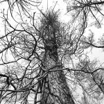 foret usagere de la Teste de Buch après l'incendie