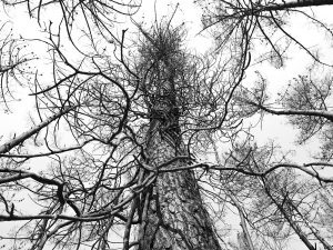 foret usagere de la Teste de Buch après l'incendie