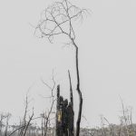 forêt de la Teste de Buch après les incendies