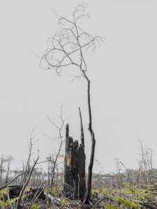 forêt de la Teste de Buch après les incendies