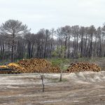 Foret usagere de la Teste de Buch après les incendies