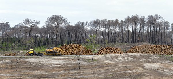 Foret usagere de la Teste de Buch après les incendies