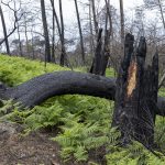 Foret usagere de la Teste de Buch après les incendies