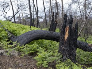 Foret usagere de la Teste de Buch après les incendies