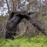 Foret usagere de la Teste de Buch après les incendies