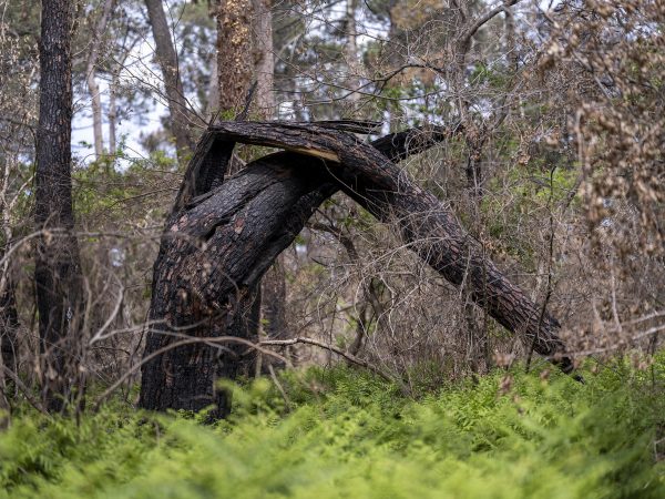 Foret usagere de la Teste de Buch après les incendies