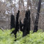 Foret usagere de la Teste de Buch après les incendies