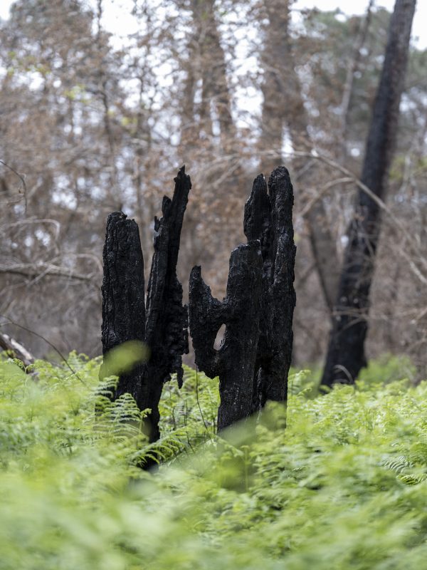 Foret usagere de la Teste de Buch après les incendies