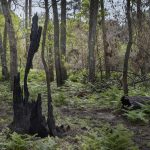 Foret usagere de la Teste de Buch après les incendies