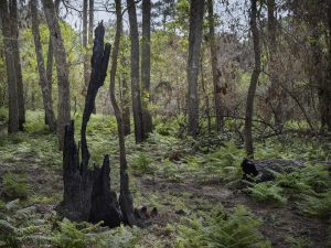 Foret usagere de la Teste de Buch après les incendies