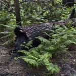 Foret usagere de la Teste de Buch après les incendies
