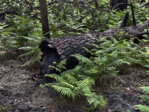 Foret usagere de la Teste de Buch après les incendies