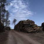 Foret usagere de la Teste de Buch après les incendies