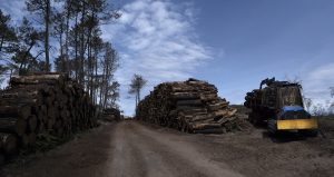 Foret usagere de la Teste de Buch après les incendies