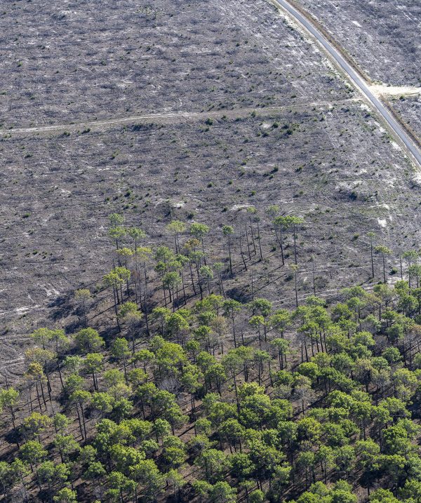 photo aérienne de la foret de la Teste de Buch après les incendies