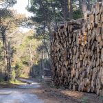 Foret usagere de la Teste de Buch après les incendies