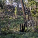 Foret usagere de la Teste de Buch après les incendies