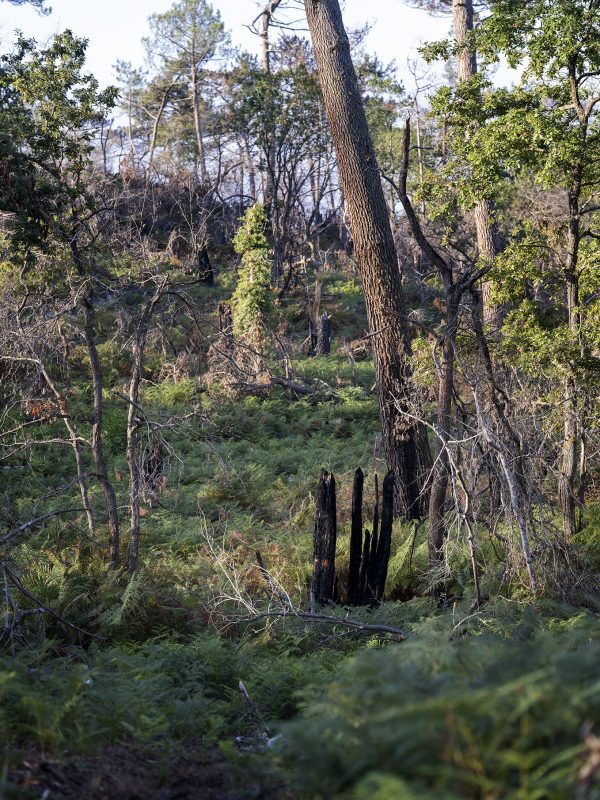 Foret usagere de la Teste de Buch après les incendies