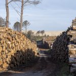 Foret usagere de la Teste de Buch après les incendies