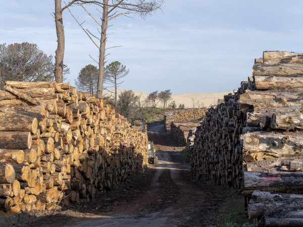 Foret usagere de la Teste de Buch après les incendies