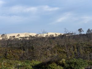 Foret usagere de la Teste de Buch après les incendies
