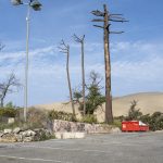 Foret usagere de la Teste de Buch après les incendies