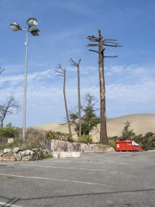 Foret usagere de la Teste de Buch après les incendies