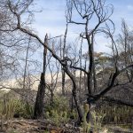 Foret usagere de la Teste de Buch après les incendies
