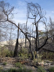 Foret usagere de la Teste de Buch après les incendies