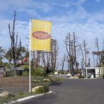 Foret usagere de la Teste de Buch après les incendies