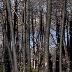 Foret usagere de la Teste de Buch après les incendies