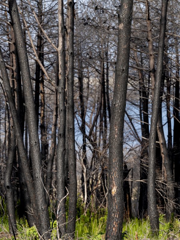 Foret usagere de la Teste de Buch après les incendies