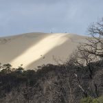 Foret usagere de la Teste de Buch après les incendies
