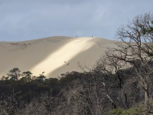 Foret usagere de la Teste de Buch après les incendies