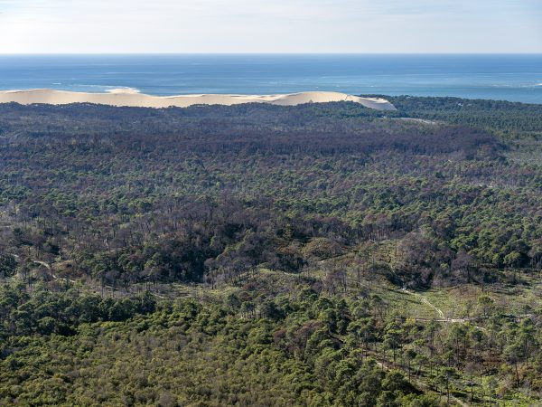 photo aérienne de la foret de la Teste de Buch après les incendies