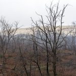 Foret usagere de la Teste de Buch après les incendies