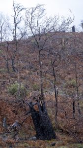 Foret usagere de la Teste de Buch après les incendies
