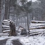 Foret usagere de la Teste de Buch après les incendies