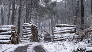 Foret usagere de la Teste de Buch après les incendies