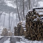 Foret usagere de la Teste de Buch après les incendies