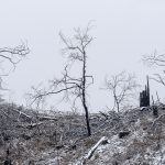 Foret usagere de la Teste de Buch après les incendies