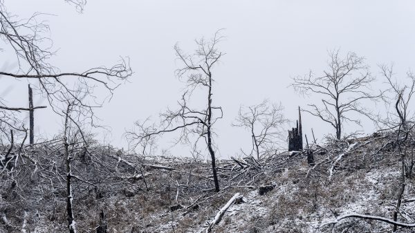 Foret usagere de la Teste de Buch après les incendies