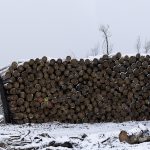 Foret usagere de la Teste de Buch après les incendies