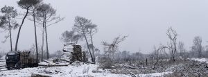 Foret usagere de la Teste de Buch après les incendies