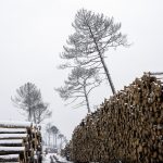Foret usagere de la Teste de Buch après les incendies